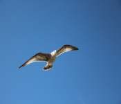 2013 10 12 DuluthWildLife  072